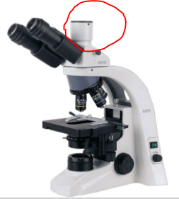 microscope cameras
